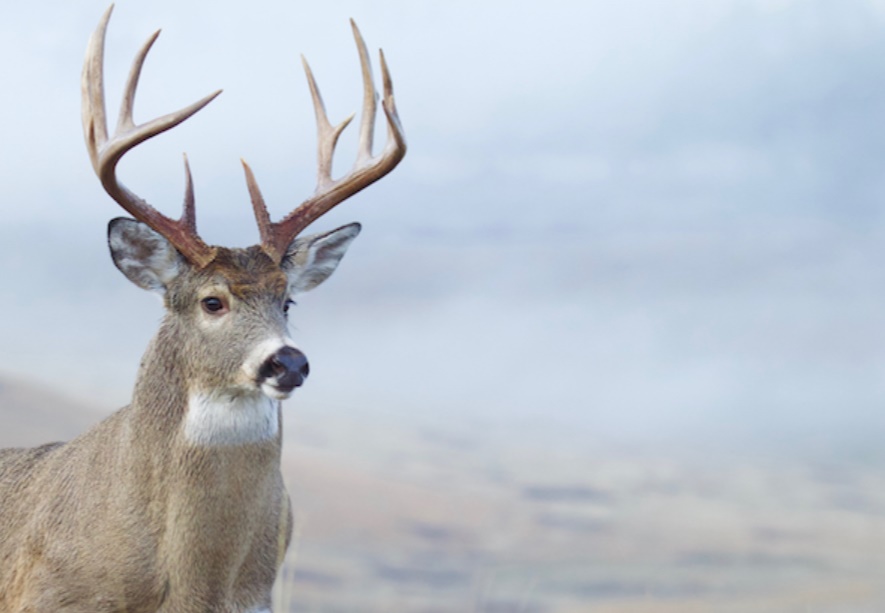 best deer hunter quotes