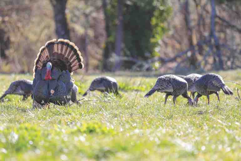Top 10 Turkey Hunting Tips