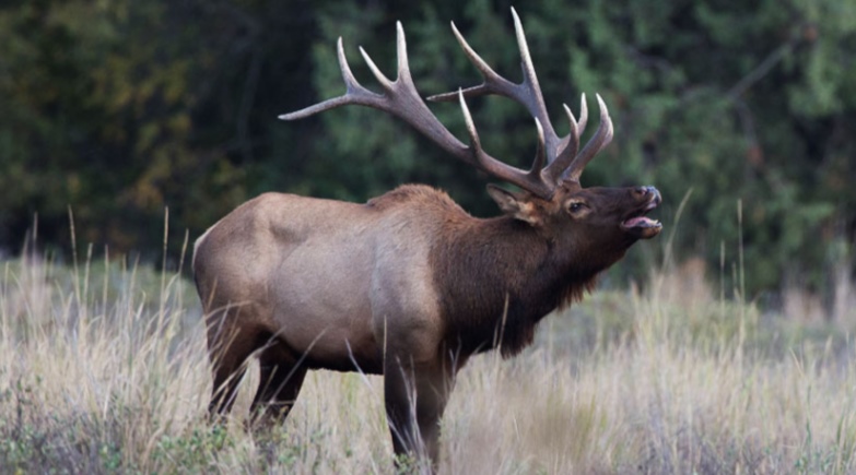 top elk hunting tips 2023